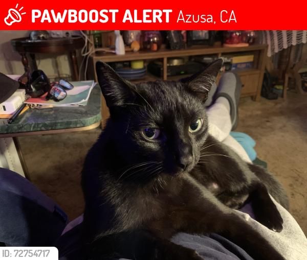 Lost Male Cat last seen Foothill and citrus, Azusa, CA 91702