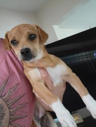 Found/Stray Male Dog last seen Valinda Ave, La Puente, CA 91744