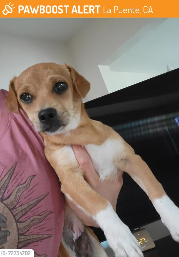 Found/Stray Male Dog last seen Valinda Ave, La Puente, CA 91744