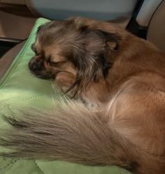 Lost Female Dog last seen Sheetz James Madison Hwy, Orange, VA 22960