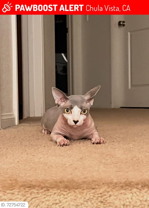 Lost Female Cat last seen Santa Diana, Chula Vista, CA 91913