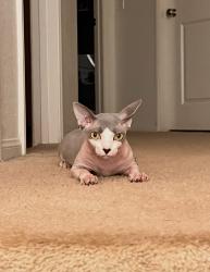 Lost Female Cat last seen Santa Diana, Chula Vista, CA 91913