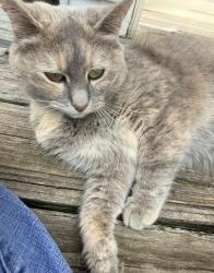 Found/Stray Unknown Cat last seen Fairview rd, Hixson, TN 37343