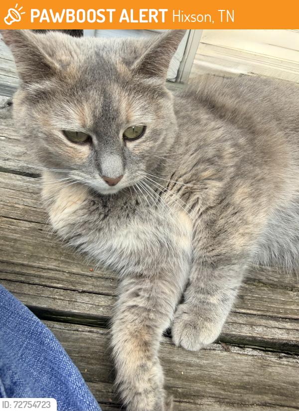 Found/Stray Unknown Cat last seen Fairview rd, Hixson, TN 37343