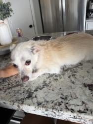 Found/Stray Female Dog last seen Near Acacia Park, Henderson, NV 89012