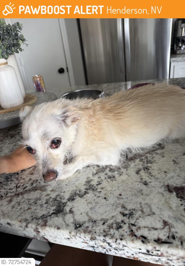 Found/Stray Female Dog last seen Near Acacia Park, Henderson, NV 89012