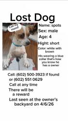 Lost Male Dog last seen Peoria and 15th ave, Phoenix, AZ 85021