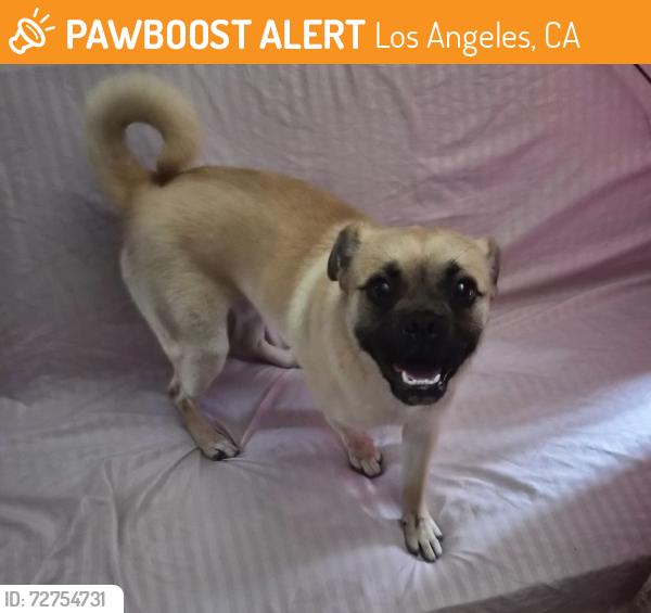 Found/Stray Male Dog last seen Figueroa and 68th St, Los Angeles, CA 90003