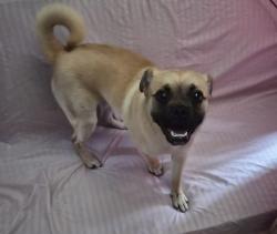 Found/Stray Male Dog last seen Figueroa and 68th St, Los Angeles, CA 90003