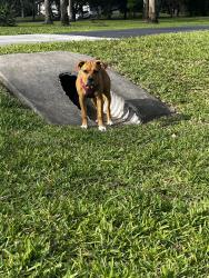 Found/Stray Female Dog last seen 27th st sw Naples Fl 34117, Collier County, FL 34117
