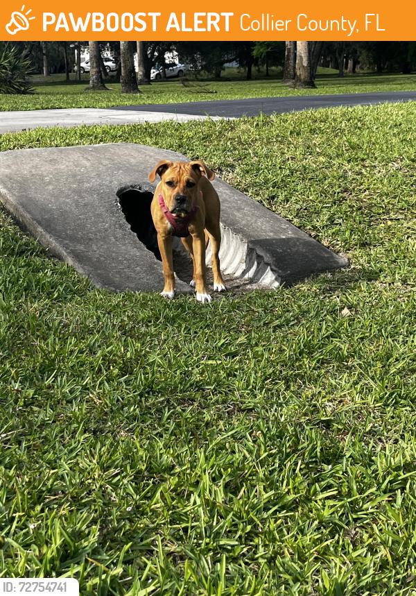 Found/Stray Female Dog last seen 27th st sw Naples Fl 34117, Collier County, FL 34117