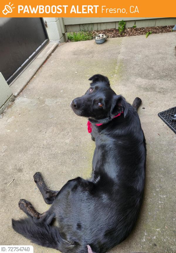 Found/Stray Male Dog last seen Fresno and Bullard, Fresno, CA 93710