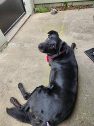 Found/Stray Male Dog last seen Fresno and Bullard, Fresno, CA 93710