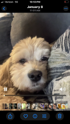 Lost Male Dog last seen 103rd fond du lac, Milwaukee, WI 53224