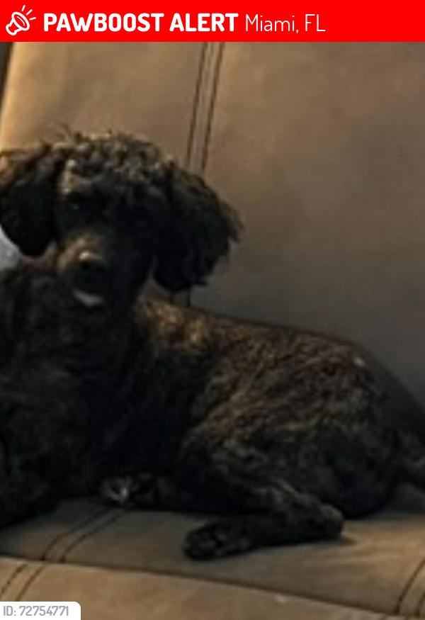 Lost Female Dog last seen Allapattah Metro Rail Station , Miami, FL 33127
