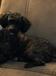Lost Female Dog last seen Allapattah Metro Rail Station , Miami, FL 33127