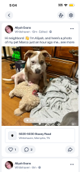 Reunited Male Dog last seen Stacey rd and he ran towards Holmes rd , Memphis, TN 38109