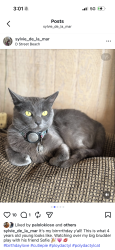 Lost Female Cat last seen EST and FST downtown Encinitas EST lookout , Encinitas, CA 92024