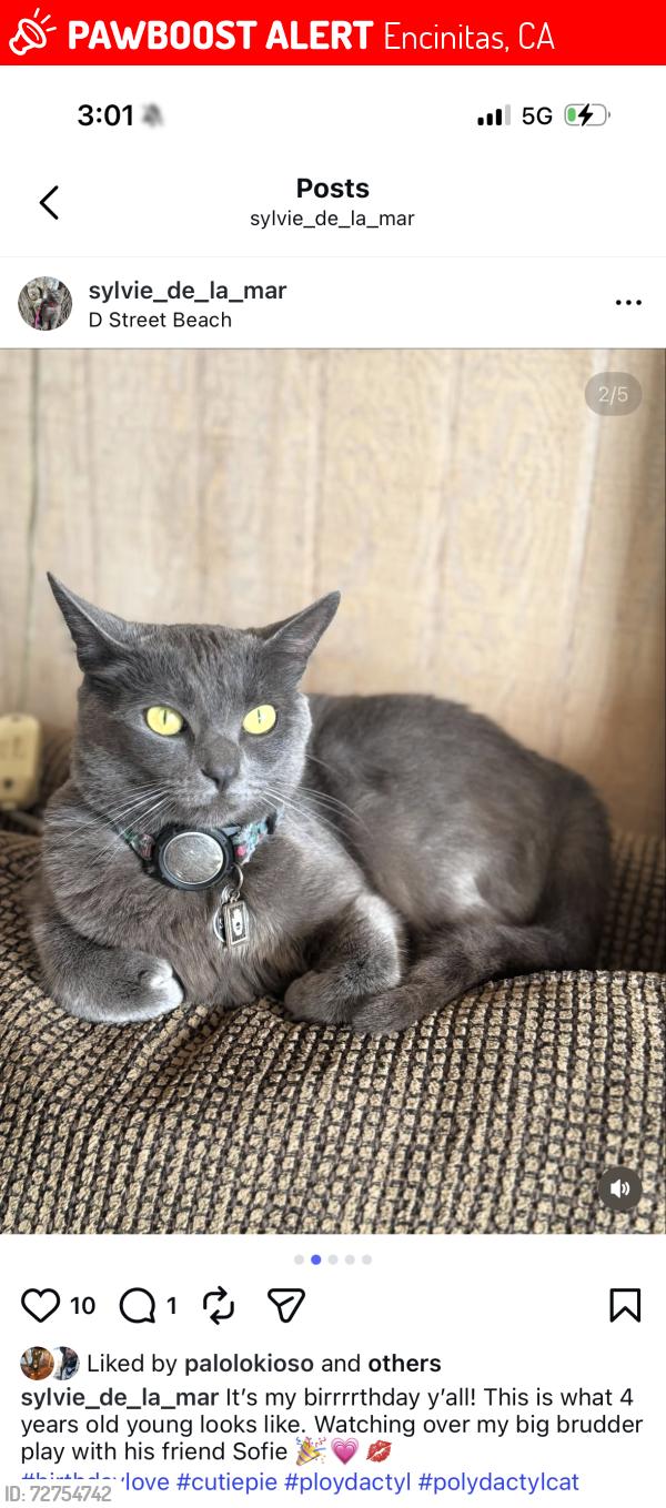 Lost Female Cat last seen EST and FST downtown Encinitas EST lookout , Encinitas, CA 92024