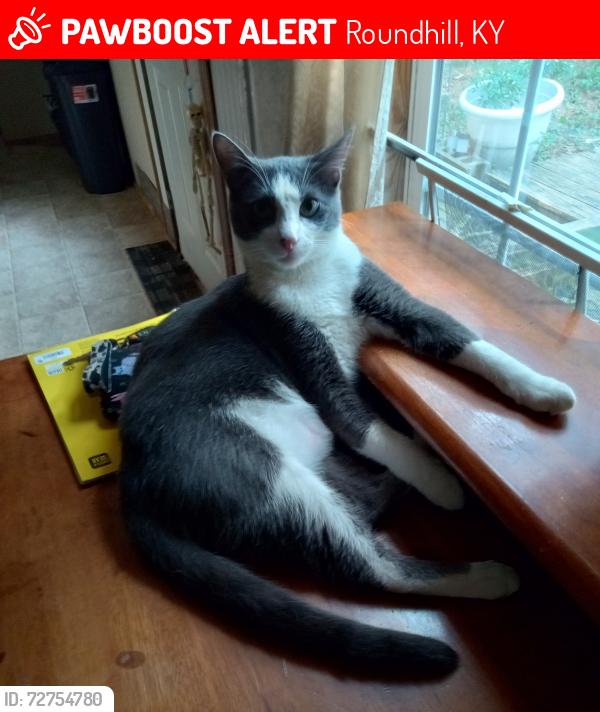 Lost Male Cat last seen hse , Roundhill, KY 42275