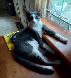 Lost Male Cat last seen hse , Roundhill, KY 42275