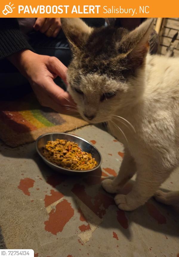 Found/Stray Male Cat last seen Near the corner of Brenner & W. Corriher, Salisbury, Salisbury, NC 28144