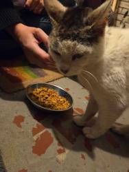 Found/Stray Male Cat last seen Near the corner of Brenner & W. Corriher, Salisbury, Salisbury, NC 28144