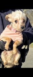 Found/Stray Unknown Dog last seen Obrien, The Bronx, NY 10473