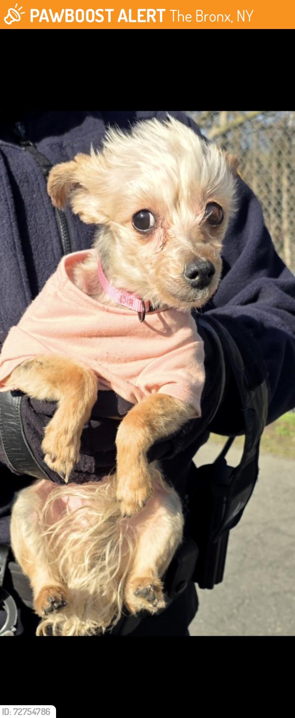 Found/Stray Unknown Dog last seen Obrien, The Bronx, NY 10473