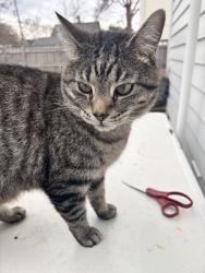 Found/Stray Male Cat last seen Near Elliot Avenue S, Minneapolis, MN 55407, Minneapolis, MN 55407
