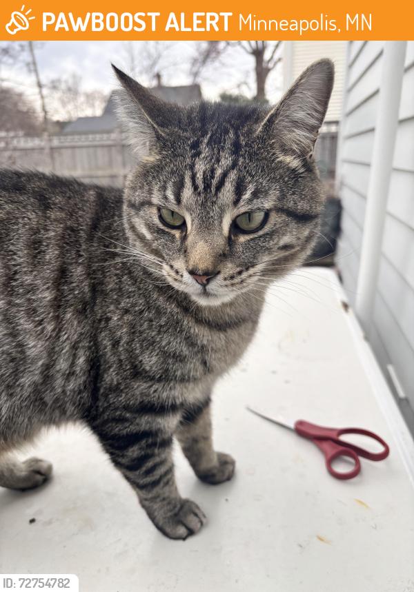 Found/Stray Male Cat last seen Near Elliot Avenue S, Minneapolis, MN 55407, Minneapolis, MN 55407