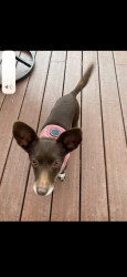 Lost Female Dog last seen Monte Verde drive and Latrobe , El Dorado Hills, CA 95762