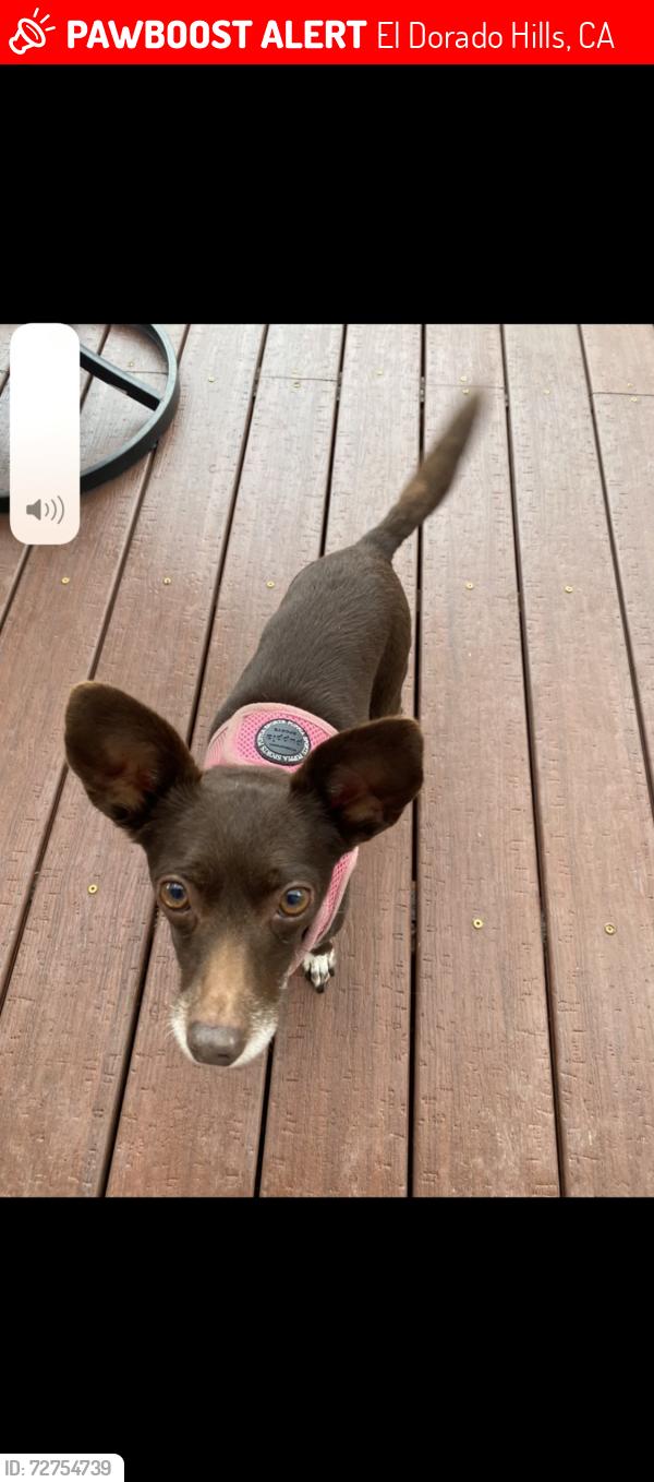 Lost Female Dog last seen Monte Verde drive and Latrobe , El Dorado Hills, CA 95762