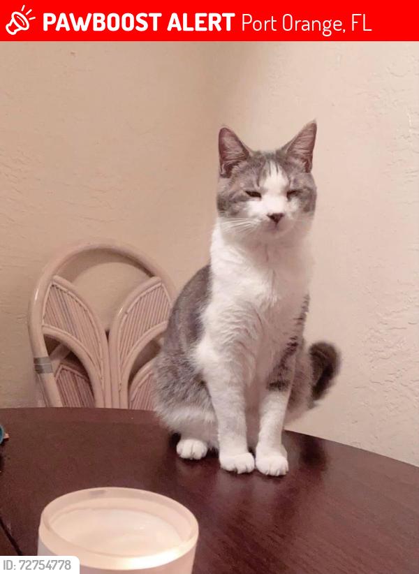 Lost Male Cat last seen Beville & Clyde Morris, Port Orange, FL 32129