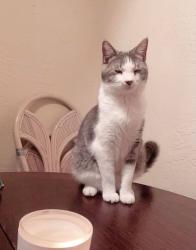 Lost Male Cat last seen Beville & Clyde Morris, Port Orange, FL 32129