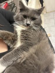 Lost Male Cat last seen Cerritos and brookhurst / 9971 pacific ave, Anaheim, CA 92804