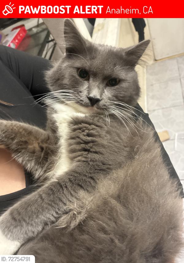 Lost Male Cat last seen Cerritos and brookhurst / 9971 pacific ave, Anaheim, CA 92804