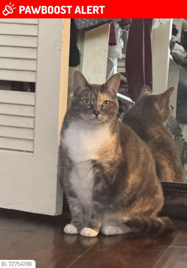Lost Female Cat last seen Riverside County Fire station 36, Desert Hot Springs, CA 92240