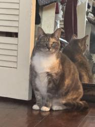 Lost Female Cat last seen Riverside County Fire station 36, Desert Hot Springs, CA 92240