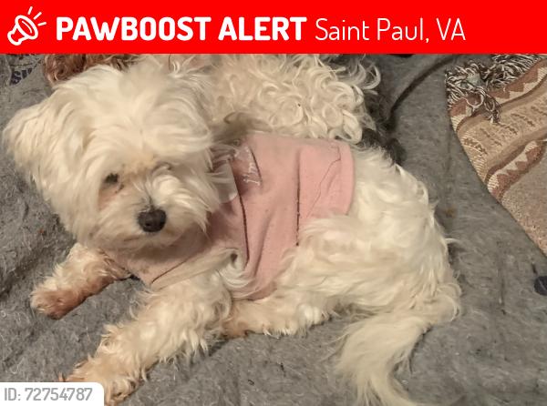 Lost Female Dog last seen Huddle hse St Paul Va or Carson Newman College Jefferson City Tenn, Saint Paul, VA 24283