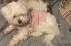 Lost Female Dog last seen Huddle hse St Paul Va or Carson Newman College Jefferson City Tenn, Saint Paul, VA 24283