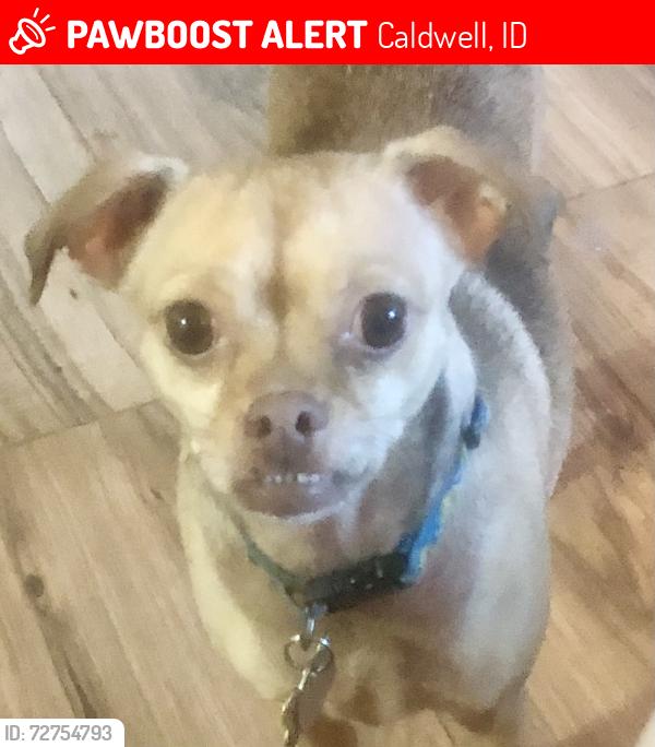 Lost Female Dog last seen Centennial and Simplot , Caldwell, ID 83605