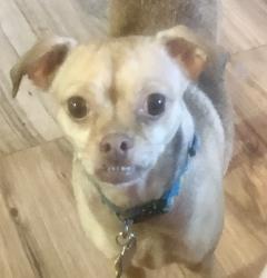 Lost Female Dog last seen Centennial and Simplot , Caldwell, ID 83605