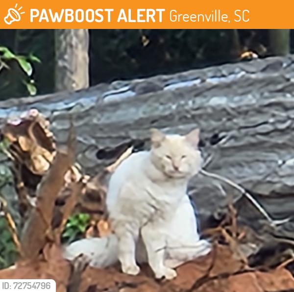 Found/Stray Unknown Cat last seen Patton Dr, Greenville, SC 29605