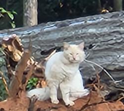 Found/Stray Unknown Cat last seen Patton Dr, Greenville, SC 29605