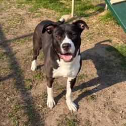 Shelter Stray Female Dog last seen Near , Indianapolis, IN 46221