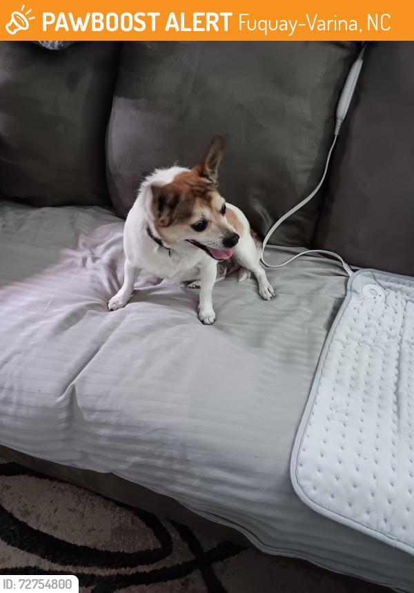 Found/Stray Male Dog last seen Hwy 401 & Wagstaff Rd, Fuquay-Varina , Fuquay-Varina, NC 27526