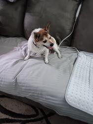 Found/Stray Male Dog last seen Hwy 401 & Wagstaff Rd, Fuquay-Varina , Fuquay-Varina, NC 27526