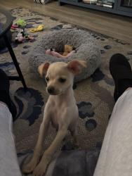 Lost Male Dog last seen Copperleaf @ Vegas dr. , Las Vegas, NV 89128