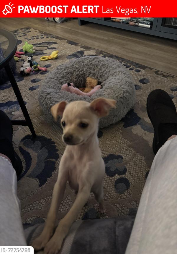 Lost Male Dog last seen Copperleaf @ Vegas dr. , Las Vegas, NV 89128